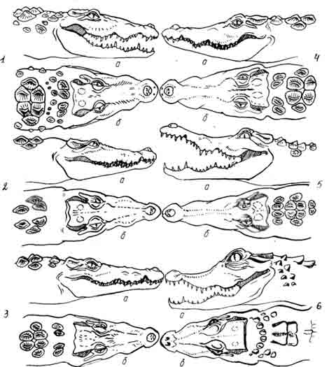 Крокодилы:  1 — болотный, или магер Crocodylus pallustris, 2 — гребнистый Crocodylus porosus, 3 — кубинский Crocodylus rhombifer, 4 — сиамский Crocodylus siamensis, 5 — оринокский Crocodylus intermedius, 6 — тупорылый Ostcolaemus tetraspis. Вид головы сверху (a) и сбоку (б)