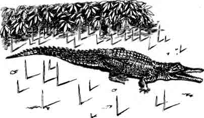 Австралийский узкорылый крокодил Crocodylus Johnstoni