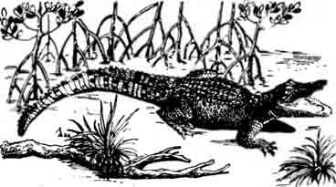 Гребнистый крокодил Crocodylus porosus