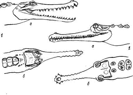 Рис. 193. Крокодилы:  1— гавиаловый Tomistoma schlegeli, 2 — гангский гавиал Gavialis gangeticus. Вид головы сверху (а) и сбоку (б)