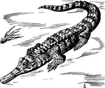 Гавиаловый крокодил Tomistoma schlegeli