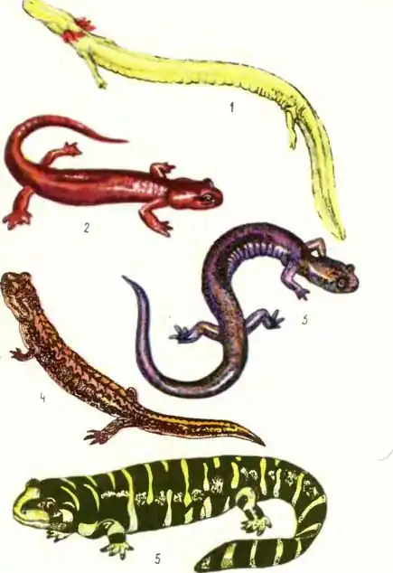 ТАБЛИЦА I: 1 — европейский протей, или ольм Proteus anguineus, 2 — известковая саламандра Hydromantes brunus, 3 — даласская серная саламандра Plethodon larselli, 4 — новомексиканская горная саламандра Plethodon neomexicanus, 5 — тигровая саламандра Ambystoma tigrinum ТАБЛИЦА I: 1 — европейский протей, или ольм Proteus anguineus, 2 — известковая саламандра Hydromantes brunus, 3 — даласская серная саламандра Plethodon larselli, 4 — новомексиканская горная саламандра Plethodon neomexicanus, 5 — тигровая саламандра Ambystoma tigrinum