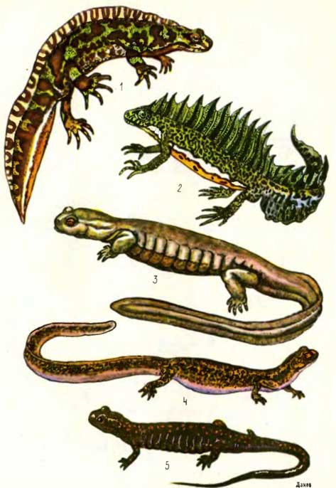 ТАБЛИЦА II: 1 — мраморный тритон Triturus marmoratus, 2 — малоазиатский тритон Triturus vittatus, 3 — семиреченский лягушкозуб Ranodon sibiricus, 4 — уссурийский когтистый тритон Onychodactylus fischeri, 5 — кавказская длиннохвостая саламандра Mertensiella caucasica
