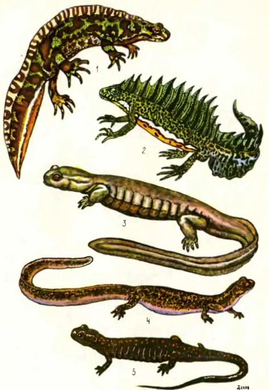 ТАБЛИЦА II: 1 — мраморный тритон Triturus marmoratus, 2 — малоазиатский тритон Triturus vittatus, 3 — семиреченский лягушкозуб Ranodon sibiricus, 4 — уссурийский когтистый тритон Onychodactylus fischeri, 5 — кавказская длиннохвостая саламандра Mertensiella caucasica ТАБЛИЦА II: 1 — мраморный тритон Triturus marmoratus, 2 — малоазиатский тритон Triturus vittatus, 3 — семиреченский лягушкозуб Ranodon sibiricus, 4 — уссурийский когтистый тритон Onychodactylus fischeri, 5 — кавказская длиннохвостая саламандра Mertensiella caucasica
