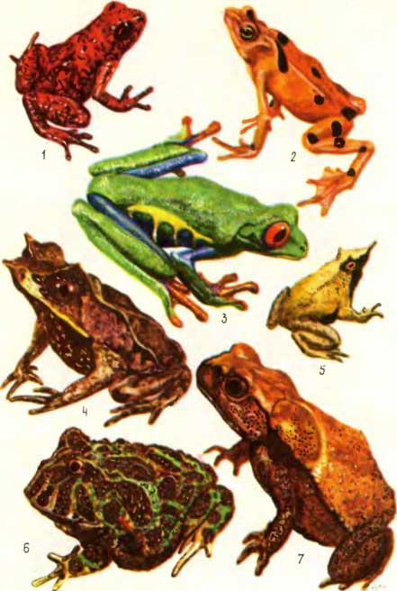 ТАБЛИЦА III: 1— красный древолаз Dendrobates speciosus, 2 — пестрый ателоп Atelopus zeteki, 3 — центральноамериканская квакша Agalychnis callidryas, 4 — азиатская рогатая чесночница Megophrys nasuta, 5 — ринодерма Дарвина Rhynoderma darwinii, б — узорчатая рогатка Ceratophrys ornata, 7 — жаба Бломберга