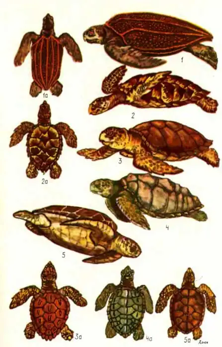 ТАБЛИЦА V: 1 — кожистая черепаха Dermochelys coriacea, 2 — бисса Eretmochelys imbricata, 3 — логгерхед, или головастая черепаха Caretta caretta, 4 — оливковая ридлея Lepidochelys olivacea, 5 — зеленая, или суповая, черепаха Chelonia mydas, 2а, За, 4а, 5а — новорожденные черепахи ТАБЛИЦА V: 1 — кожистая черепаха Dermochelys coriacea, 2 — бисса Eretmochelys imbricata, 3 — логгерхед, или головастая черепаха Caretta caretta, 4 — оливковая ридлея Lepidochelys olivacea, 5 — зеленая, или суповая, черепаха Chelonia mydas, 2а, За, 4а, 5а — новорожденные черепахи