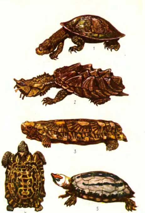 ТАБЛИЦА IV- 1 - реодитес Rheodytes leucops, 2 - бахромчатая черепаха, или матамата Cheиfimbriate 3 - эластичная черепаха Malacochersus former, 4 - паучья черепаха Pyxis arachnoides, 5 - каллагур Callagur borneoens.s