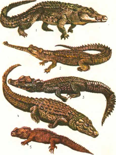 ТАБЛИЦА VI: 1— нильский крокодил Crocodylus niloticus, 2 — гангский гавиал Gavialis gangeticus, 3 — тупорылый крокодил Osteolaemus tetraspis, 4 — миссисипский аллигатор Alligator mississippiensis, 5 — туатара, или гаттерия Sphenodon punctatus
