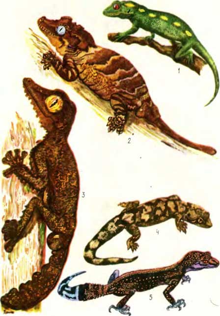 ТАБЛИЦА VII: 1— стройный наультинус Naultinus elegans, 2 — ушастый новокаледонский геккон Rhacodactylus auriculatus, 3 — плоскохвостый геккон Uroplatus fimbriatus, 4 — тихоокеанский живородящий геккон Hoplodactylus pacificus, 5 — японский эублефар Eublepharis kuroiwae
