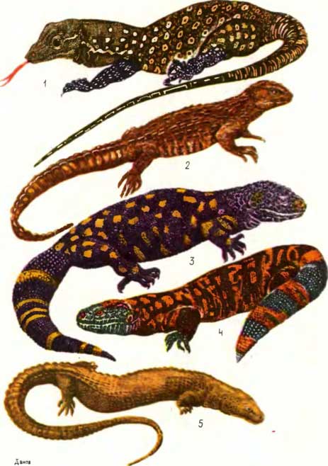 ТАБЛИЦА VIII: 1 — тиморский варан Varanus timorensis, 2 — крокодиловый шинизавр Shinisaurus crocodilurus, 3 — мексиканский ядозуб, или эскорпион Heloderma horridum, 4 — желатье, или гила-монстр Heloderma suspectum, 5 — безухий варан Lanthanotus borneensis