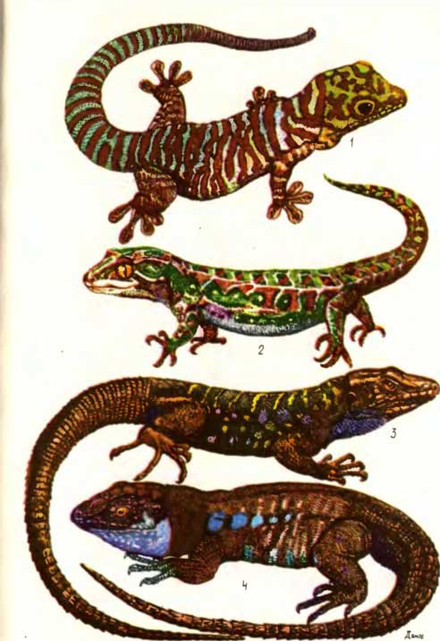 ТАБЛИЦА IX: 1 — фельзума Стандинга Phelsuma standingi, 2 — живородящий геккон Hoplodactylus rakiurae, 3 — Канарская ящерица Эйзентраута Gallotia galloti eisentrauti, 4 — Канарская ящерица Gallotia galloti plamae