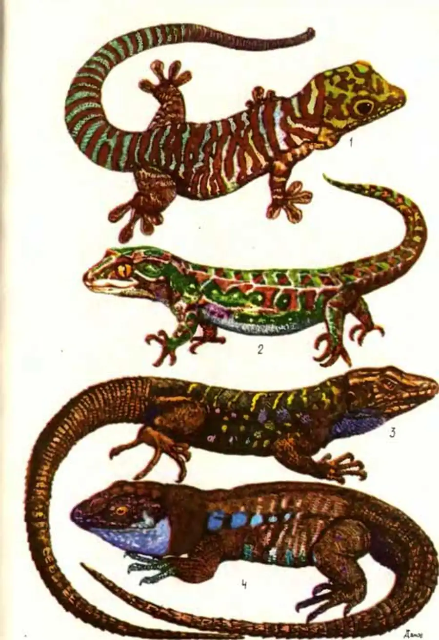ТАБЛИЦА IX: 1 — фельзума Стандинга Phelsuma standingi, 2 — живородящий геккон Hoplodactylus rakiurae, 3 — Канарская ящерица Эйзентраута Gallotia galloti eisentrauti, 4 — Канарская ящерица Gallotia galloti plamae ТАБЛИЦА IX: 1 — фельзума Стандинга Phelsuma standingi, 2 — живородящий геккон Hoplodactylus rakiurae, 3 — Канарская ящерица Эйзентраута Gallotia galloti eisentrauti, 4 — Канарская ящерица Gallotia galloti plamae