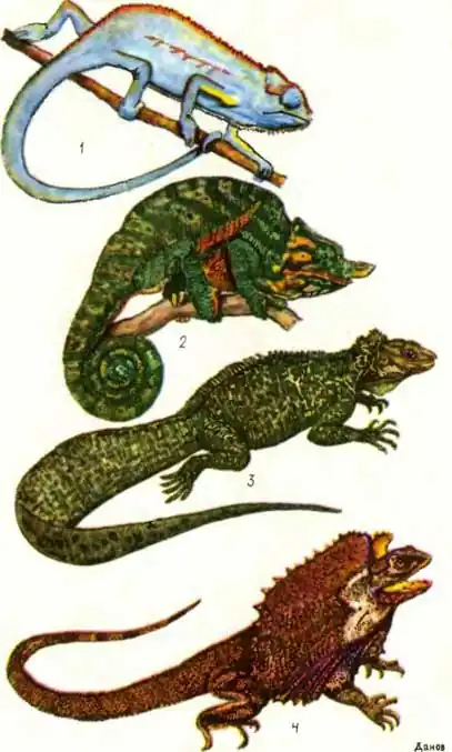 ТАБЛИЦА X: 1 — двухполосый хамелеон Chamaeleo bitaeniatus, 2 — хамелеон Парсона Chamaeleo parsonii, 3 — парусная ящерица Hydrosaurus amboinensis, 4 — плащеносная ящерица Chlamydosaurus kingii ТАБЛИЦА X: 1 — двухполосый хамелеон Chamaeleo bitaeniatus, 2 — хамелеон Парсона Chamaeleo parsonii, 3 — парусная ящерица Hydrosaurus amboinensis, 4 — плащеносная ящерица Chlamydosaurus kingii