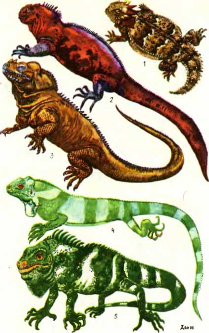 ТАБЛИЦА XI: 1 - техасская жабовидная ящерица Phrynosoma coronatum, 2 — морская игуана Amhlyrhynchus cristatus. 3 — игуана-носорог Cyclura cornuta, 4 — полосатая фиджийская игуана Brachylophus fasciatus, 5 — пятнистобрюхая фиджийская игуана Brachylophus vitiensis
