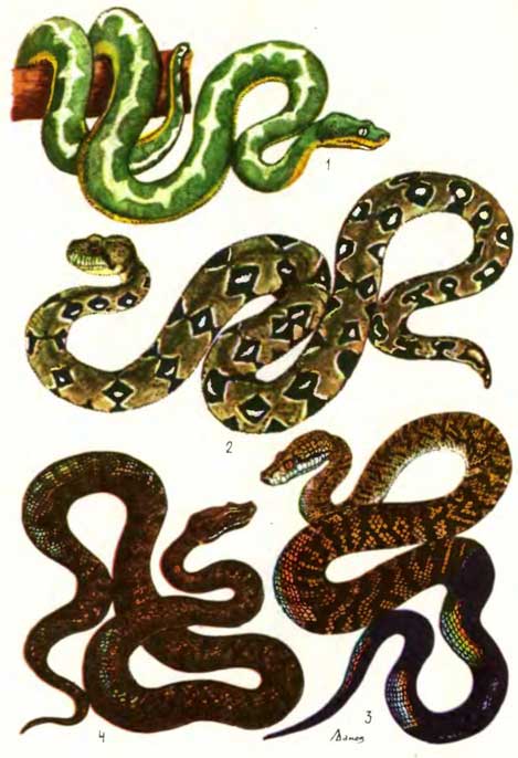 ТАБЛИЦА XII: 1 — собакоголовый удав Corallus caninus, 2 — древесный мадагаскарский удав Sanzinia madagascariensis, 3 — стройный гладкогубый удав Epicrates striatus, 4 — пуэрториканский гладкогубый удав Epicrates inornatus