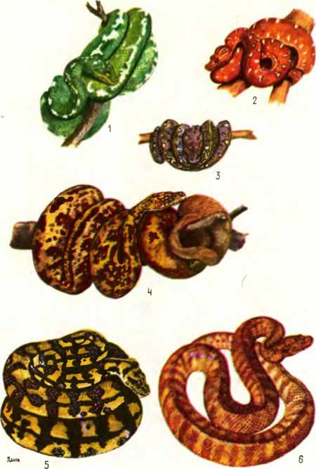 ТАБЛИЦА XIII: 1 — зеленый древесный питон Chondropython viridis, 2, 3 — зеленые древесные питоны (молодые особи), 4 — тиморский питон Python timoriensis, 5 — ромбический питон, или ковровая змея Morelia spilota, 6 — австралийский питон Рамсея Aspidites ramsayi