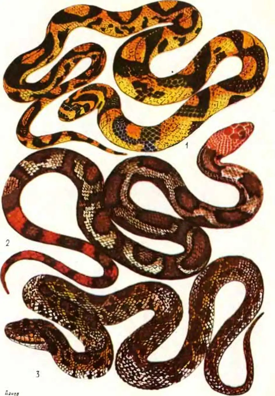 ТАБЛИЦА XIV: 1 — мандариновый полоз Elaphe mandarina, 2 — пещерный полоз Elaphe moellendorfii, 3 — пиринейский полоз Coluber hippocrepis ТАБЛИЦА XIV: 1 — мандариновый полоз Elaphe mandarina, 2 — пещерный полоз Elaphe moellendorfii, 3 — пиринейский полоз Coluber hippocrepis
