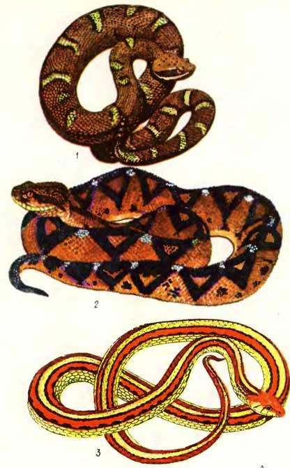 ТАБЛИЦА XV: 1 — гребненосый гремучник CrOtalus willardi willardi, 2 — бушмейстер, или сурукуку Lachesis muta, 3 — обыкновенная подвязочная змея Thamnophis sirtalis tetrataenia