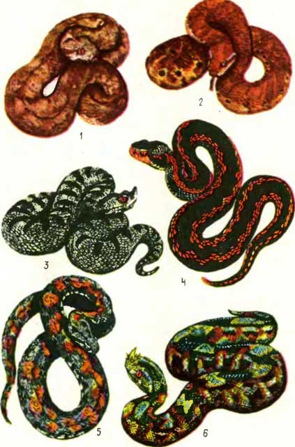 ТАБЛИЦА XVI:1— гадюка Латифи Vipera latifi, 2 — песчаная гадюка Макмагона Eristicophis macmahoni, 3 — носатая гадюка Vipera ammodytes transcaucasiana, 4 — кавказская гадюка Vipera kaznakowi, 5 — гадюка Радде Vipera raddei, б — гадюка-носорог Bitis nasicornis