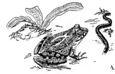 Кавказская крестовка Pelodytes caucasicus Кавказская крестовка Pelodytes caucasicus