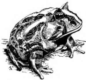 Ceratophrys cornuta (Linnaeus, 1758)
