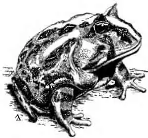 Ceratophrys cornuta (Linnaeus, 1758)