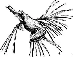 Квакша Андерсона Hyla andersonii Квакша Андерсона Hyla andersonii