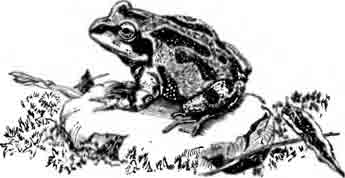 Иллинойская поющая квакша Pseudacris streckeri illinoensis