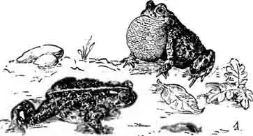 Камышовая жаба Bufo calamita Laurenti, 1768
