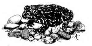 Черная жаба Bufo exul Myers, 1942