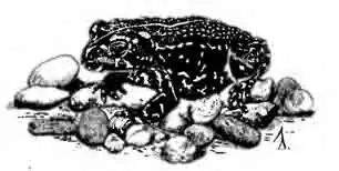 Черная жаба Bufo exul Myers, 1942 Черная жаба Bufo exul Myers, 1942