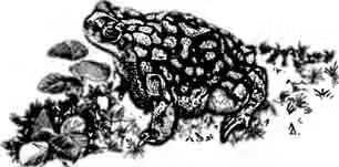 Сонорская зеленая жаба Bufo retiformis Sanders et Smith, 1951 Сонорская зеленая жаба Bufo retiformis Sanders et Smith, 1951