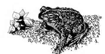 Амаргосская жаба Bufo boreas nelsoni Stejneger, 1893