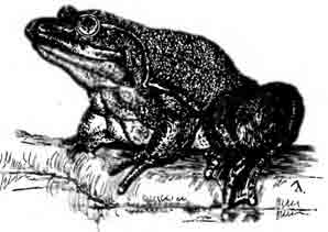 Лягушка-голиаф Conrana goliath (Boulenger, 1906)