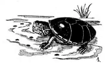 Рис. 26. Пенсильванская замыкающаяся черепаха Kinosternon subrubrum Рис. 26. Пенсильванская замыкающаяся черепаха Kinosternon subrubrum