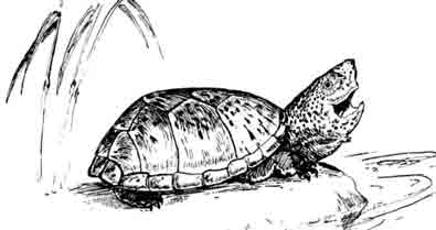 РОД МУСКУСНЫЕ ЧЕРЕПАХИ GENUS STERNOTHE