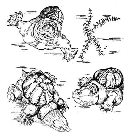 Головастая иловая черепаха Claudius angustatus Головастая иловая черепаха Claudius angustatus