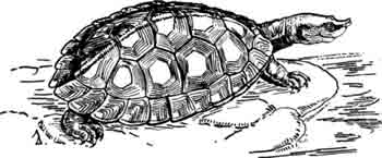 Семейство Мексиканские черепахи Familia Dermatemydidae Gray, 1848