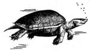 РОД БАТАГУРЫ GENUS BATAGUR GRAY, 1855