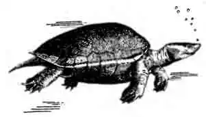 РОД БАТАГУРЫ GENUS BATAGUR GRAY, 1855 РОД БАТАГУРЫ GENUS BATAGUR GRAY, 1855