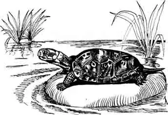 Болотная черепаха Мюлленберга Clemmys muhlenbergii Болотная черепаха Мюлленберга Clemmys muhlenbergii