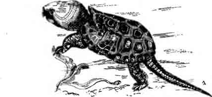 Большеголовая черепаха Platysternon megalocephalum