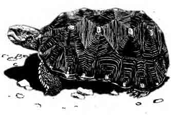 Угольная черепаха Chelonoidis carbonaria (Spix, 1824)