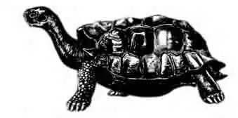 Дунканская слоновая черепаха Chelonoidis elephantopus ephippium Дунканская слоновая черепаха Chelonoidis elephantopus ephippium