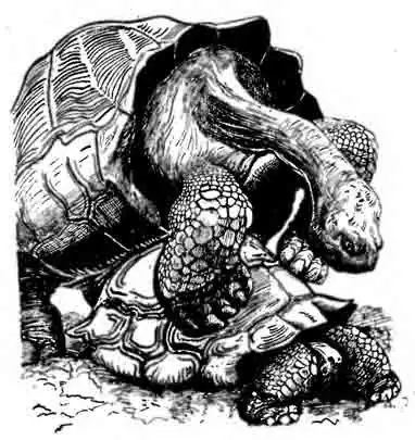 Эспаньольская слоновая черепаха Chelonoidis elephantopus hoodensis Эспаньольская слоновая черепаха Chelonoidis elephantopus hoodensis