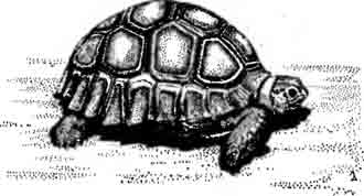 Шпороносная черепаха Geochelone sulcata