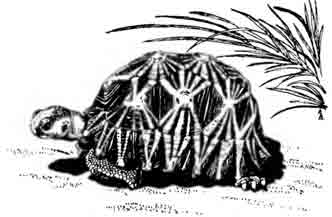 Лучистая черепаха Asterochelys radiata