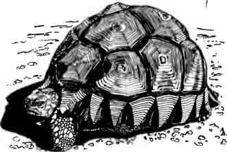 Мадагаскарская клювогрудная черепаха, или ангонака Asterochelys yniphora