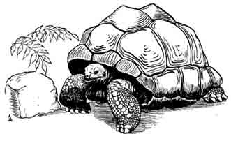 Гигантская черепаха Megalnchelys gigantea