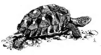 Гофер-полифем Gopherus polyphemus